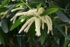 Acacia mangium
